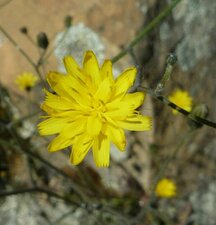 Hieracium argutum flower